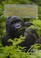 Go to record Tropical regions and rain forests.